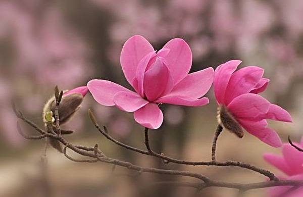 清明，獻(xiàn)給您一束辛夷花